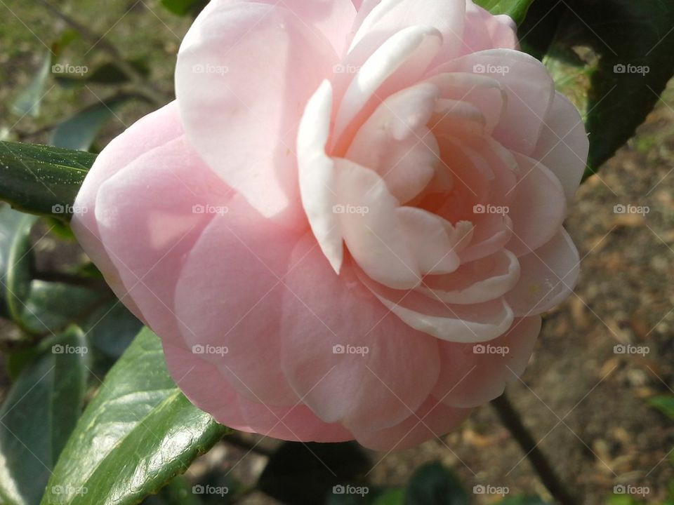 Camellia 1