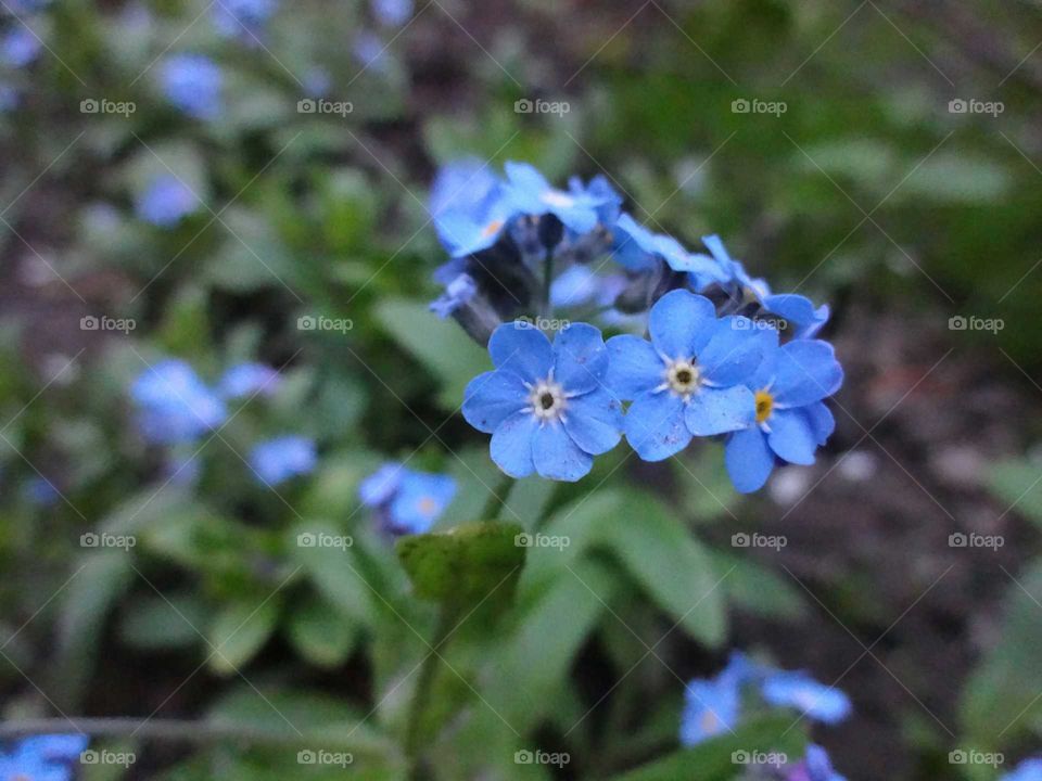 Close-up of forget-me-not flowers
