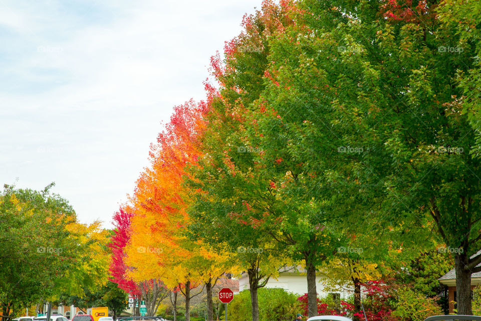 Autumn trees changing color in the street of Vermont 