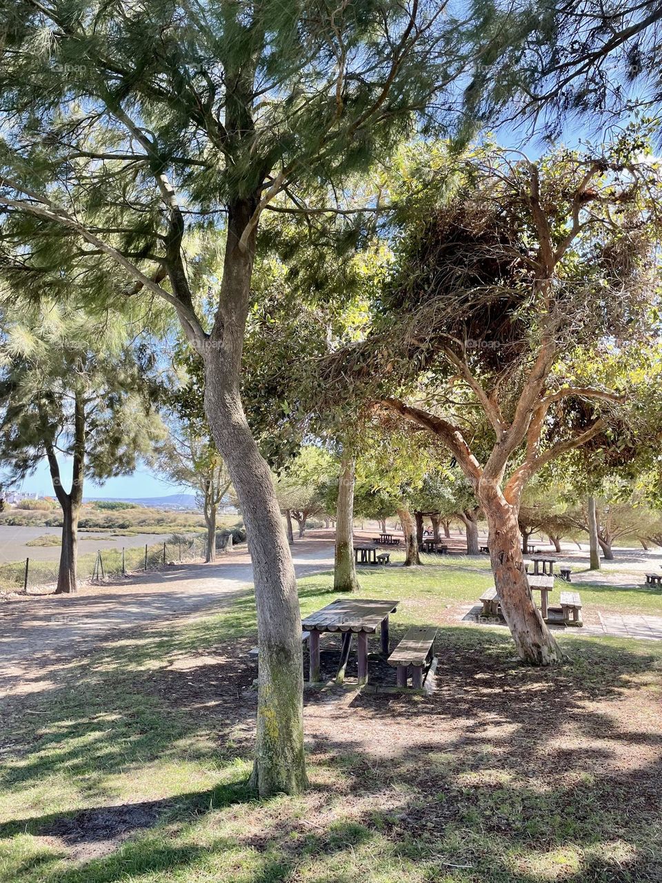 Parque, Pinheiros e Rio, Picnic