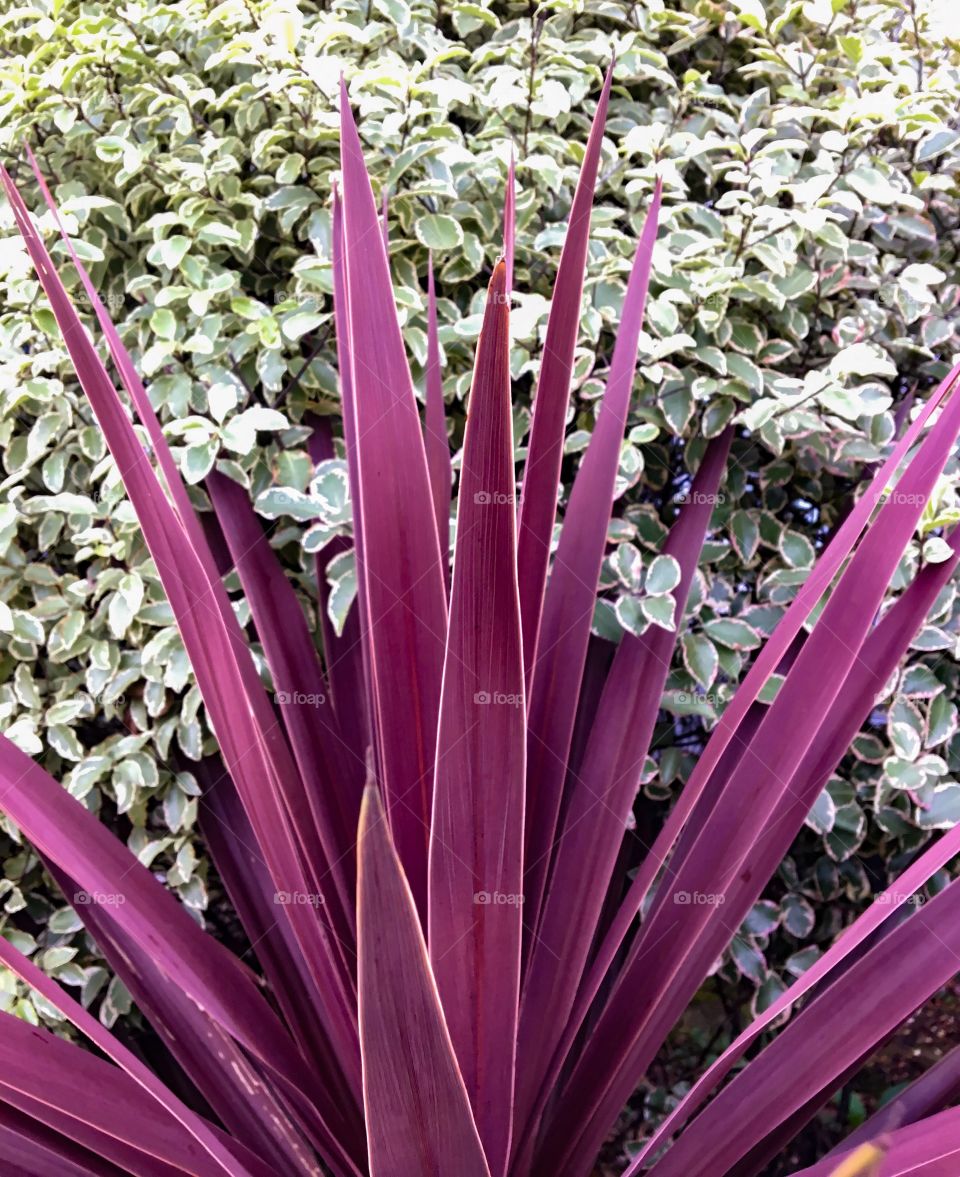 Pink plant growing in garden