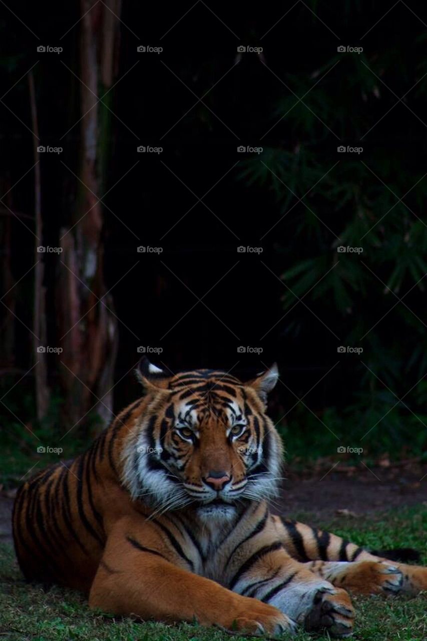 tiger