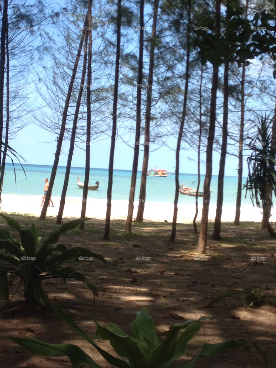 thailand phuket beach forest by Terry