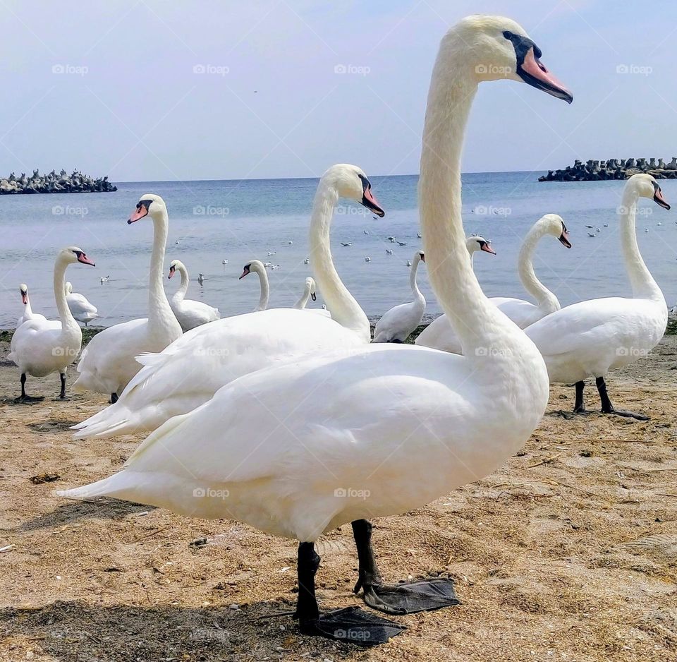 Swans 🦢