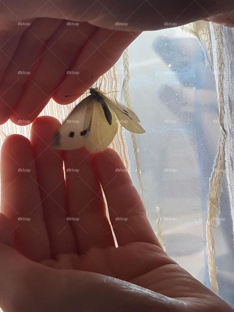 Butterfly Between Hands!