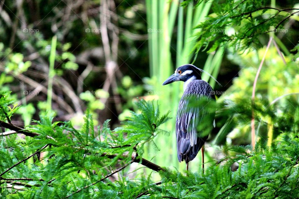 Night heron