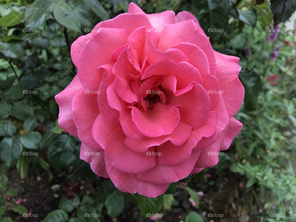 A flower perfected in pink to cheer the hearts of us millions of lovers of horticulture.