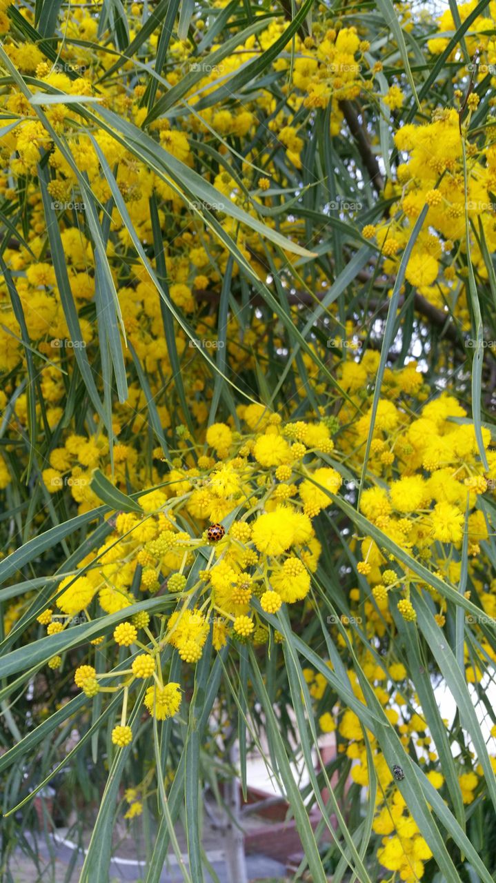 Golden wattle