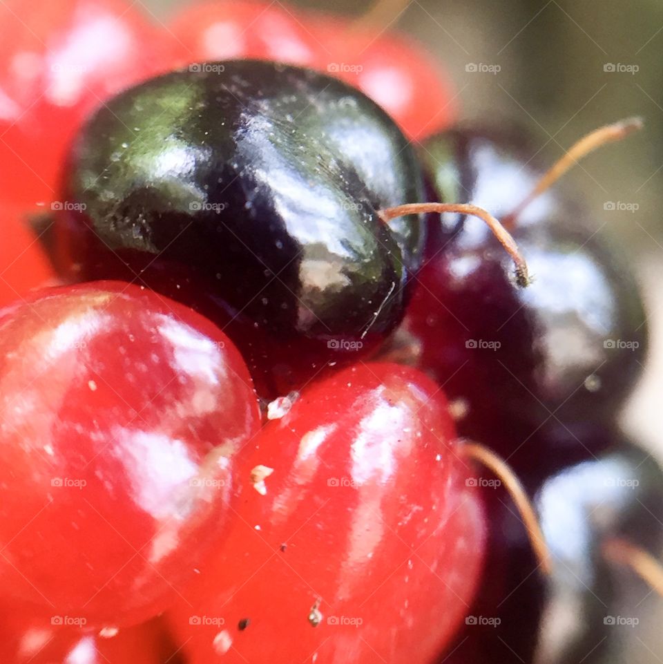 Dewberry turning purple 