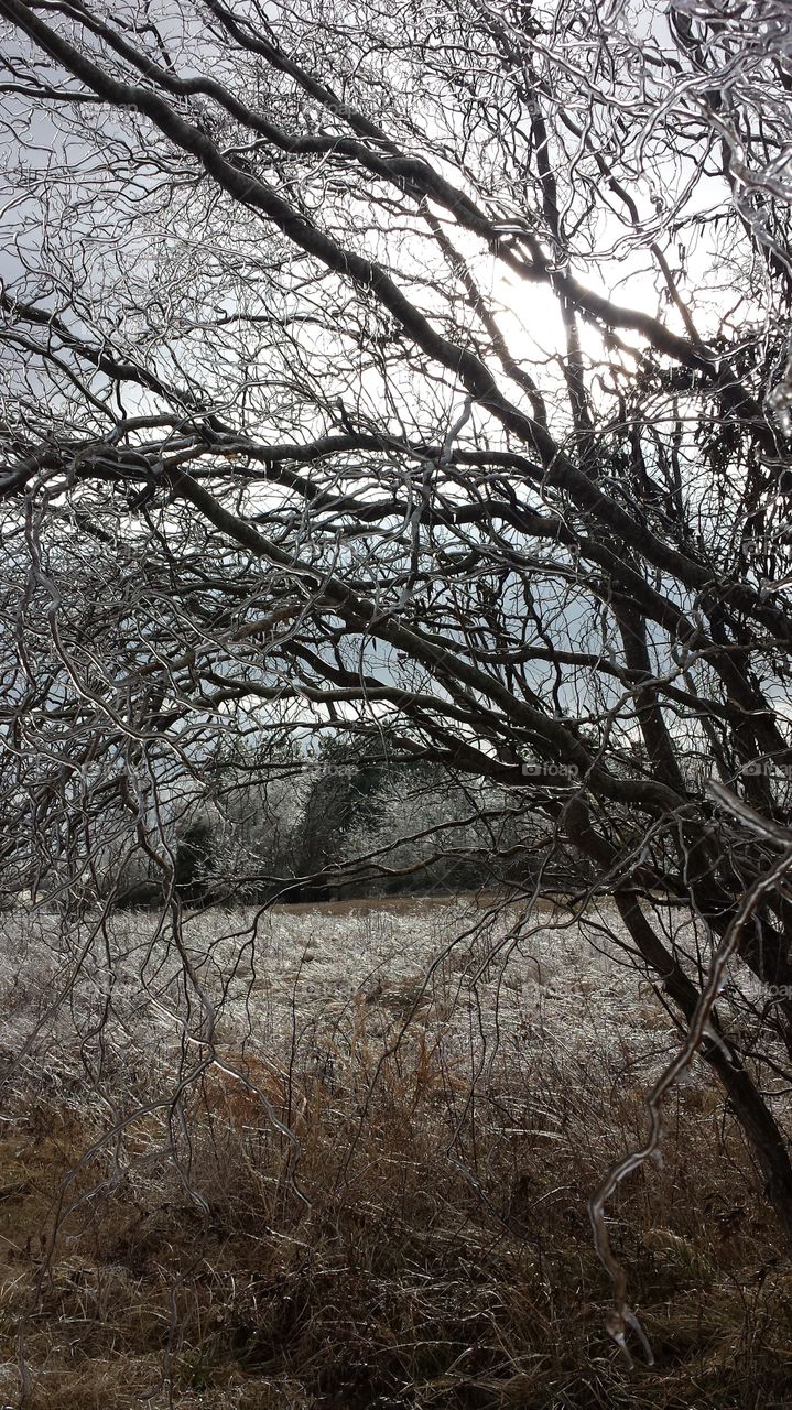 ice tree