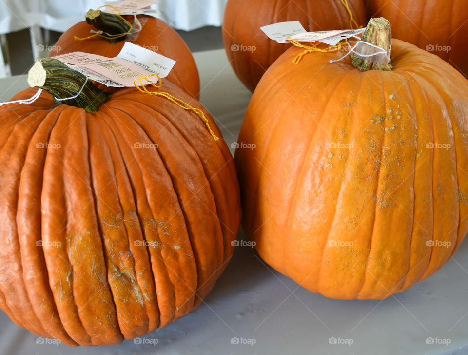 Prize winning pumpkins on display at the fair