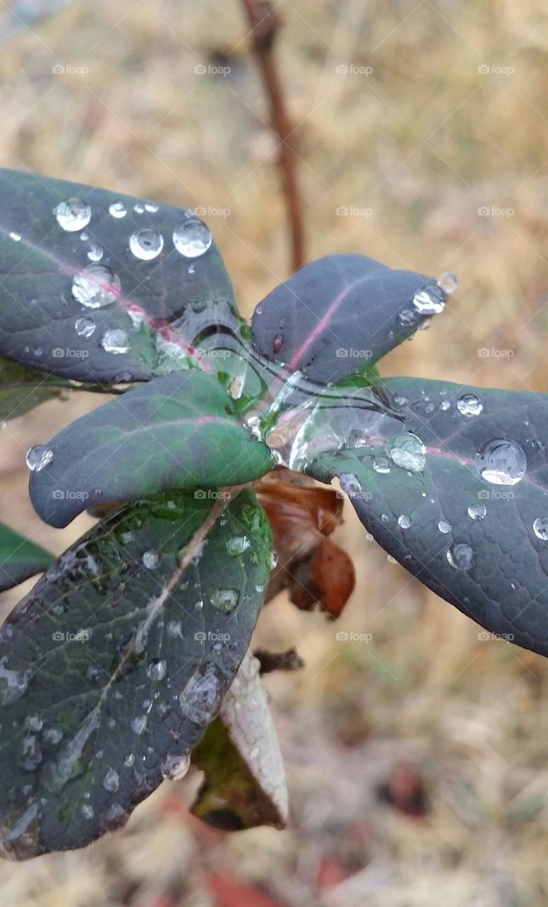 dew on honeysuckle vine