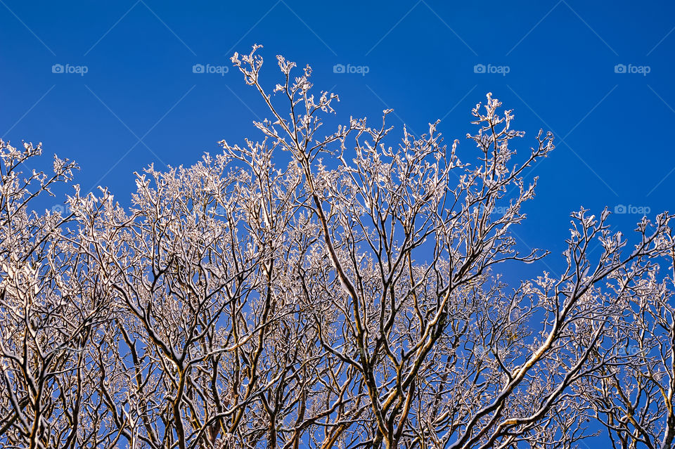 Tree branches covered in snow against clear blue sky.