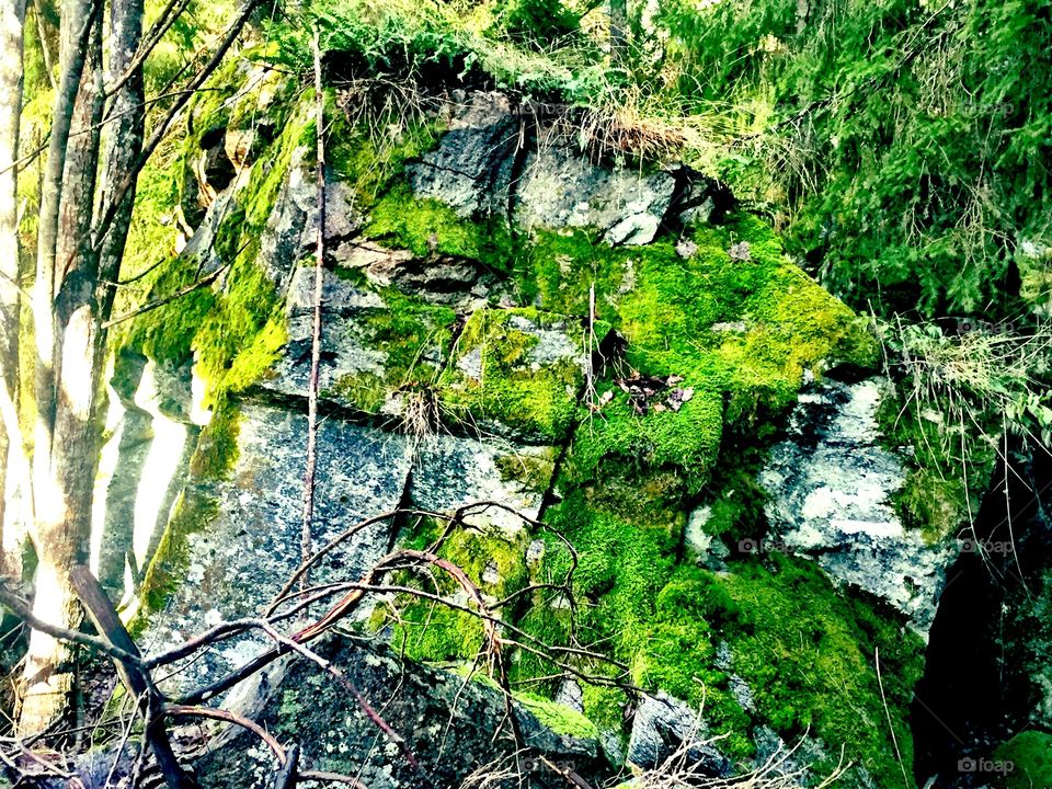 Rock and moss 