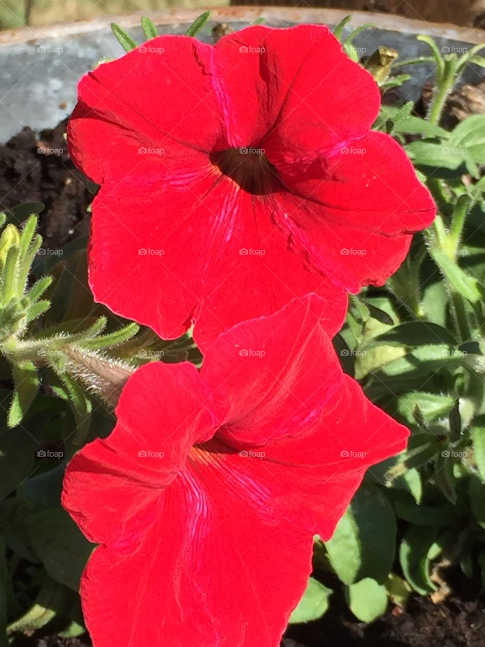 Red flowers