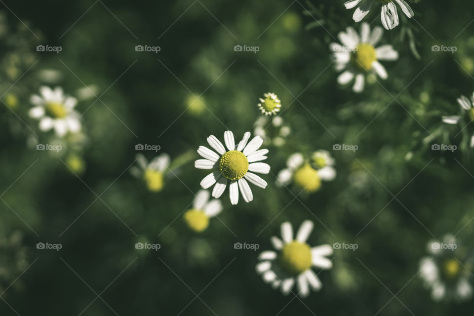 chamomile flowers top view . close up, toned