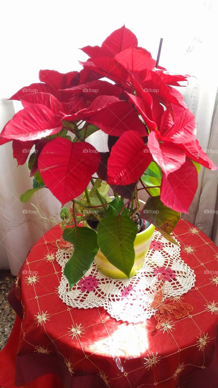 A poinsettia or Christmas flower in a white & green pot on a table covered with a Christmas theme tablecloth and a crochet doily
