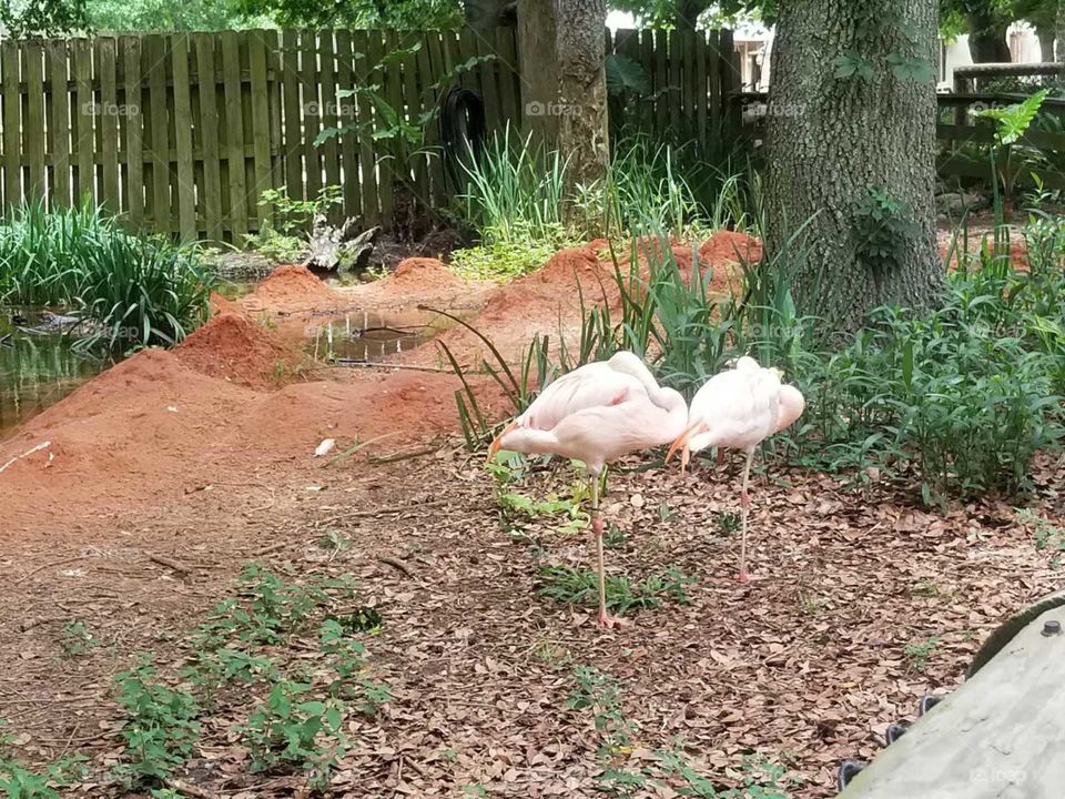 Flamingos  Florida US