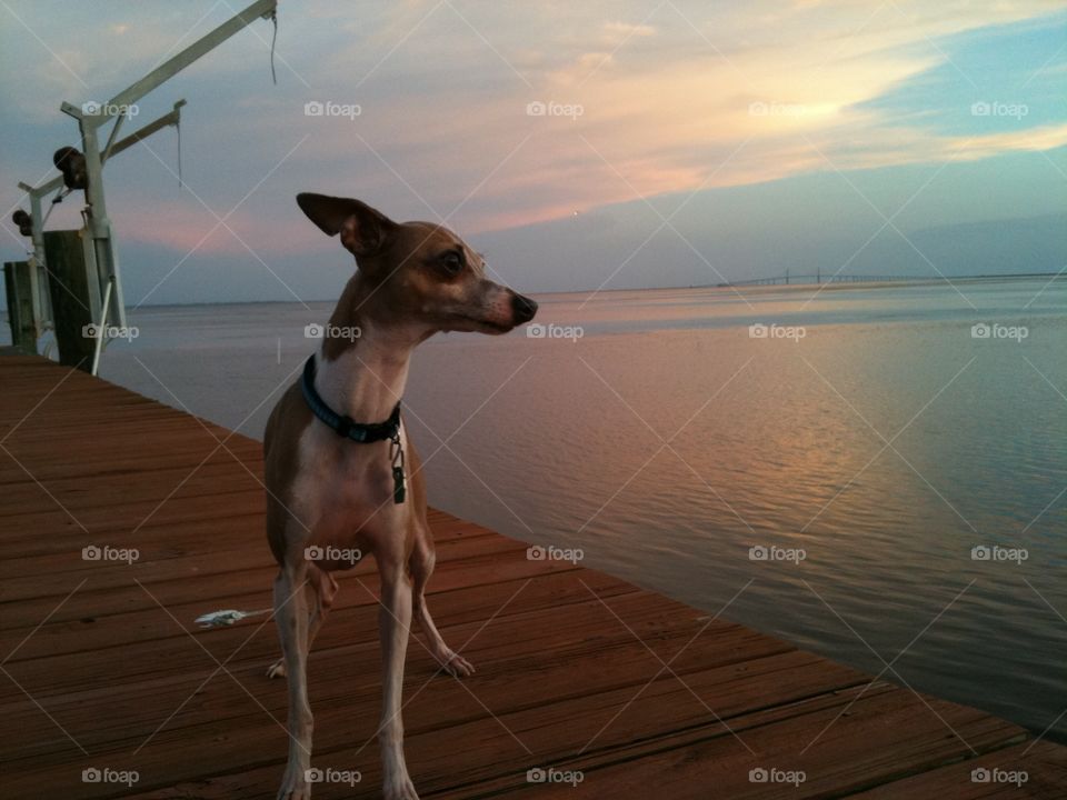 Dog on dock