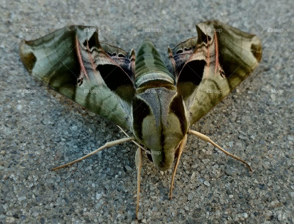 moth