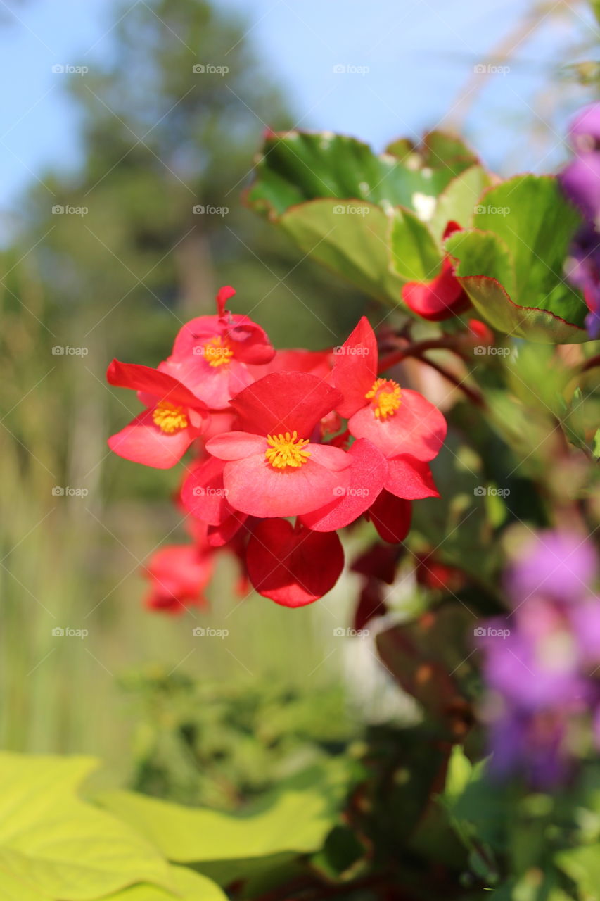 A closer view if a container garden.