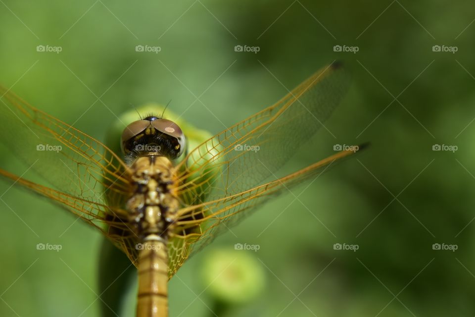 dragonfly