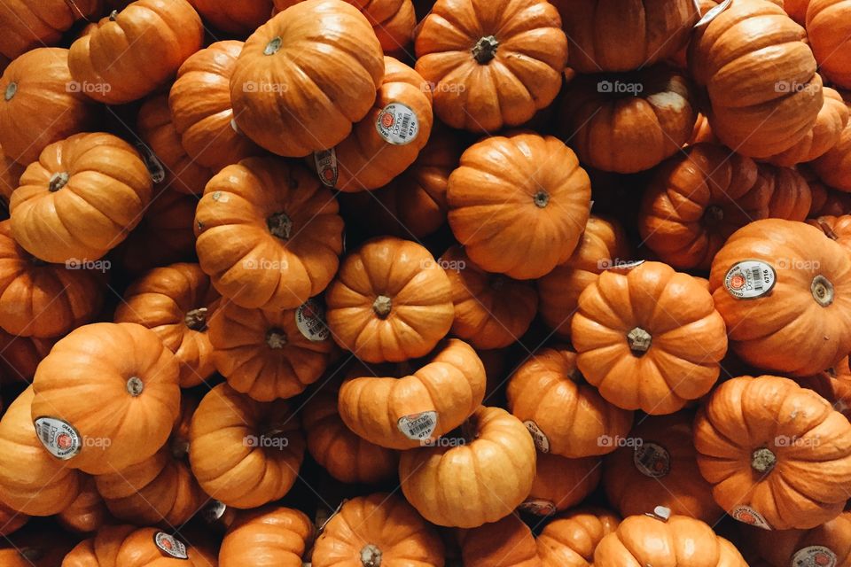 Pumpkin, Halloween, Thanksgiving, Fall, Pasture