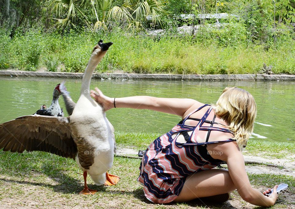 Goose vs Texting Teen; my husband and I took my folks out to Hermann Park, Houston and as she was sitting on the ground texting, the goose spread its wings and held its head high. She simply pushed it aside before continuing on her phone.