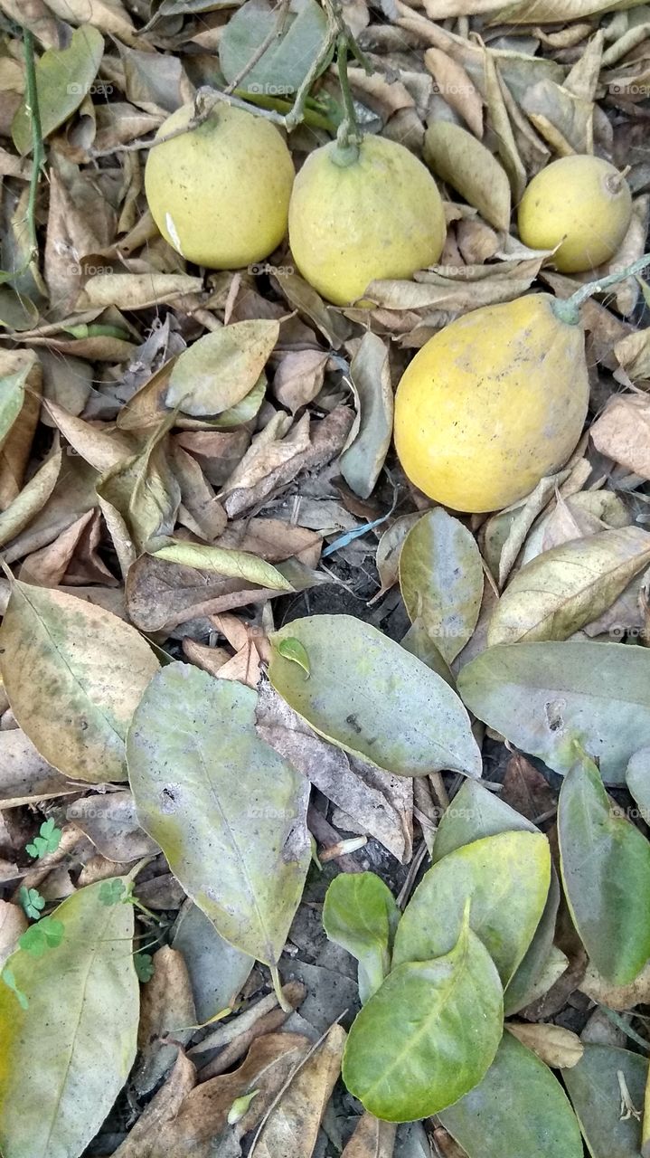 under lemon tree