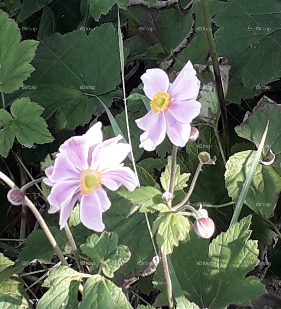 pink anemone in sunshine