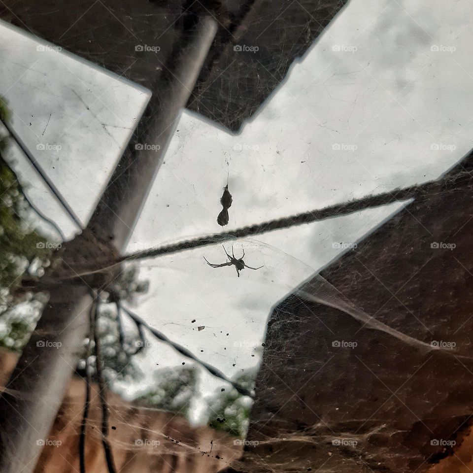 Nature's tailor at its best 🕷🕸