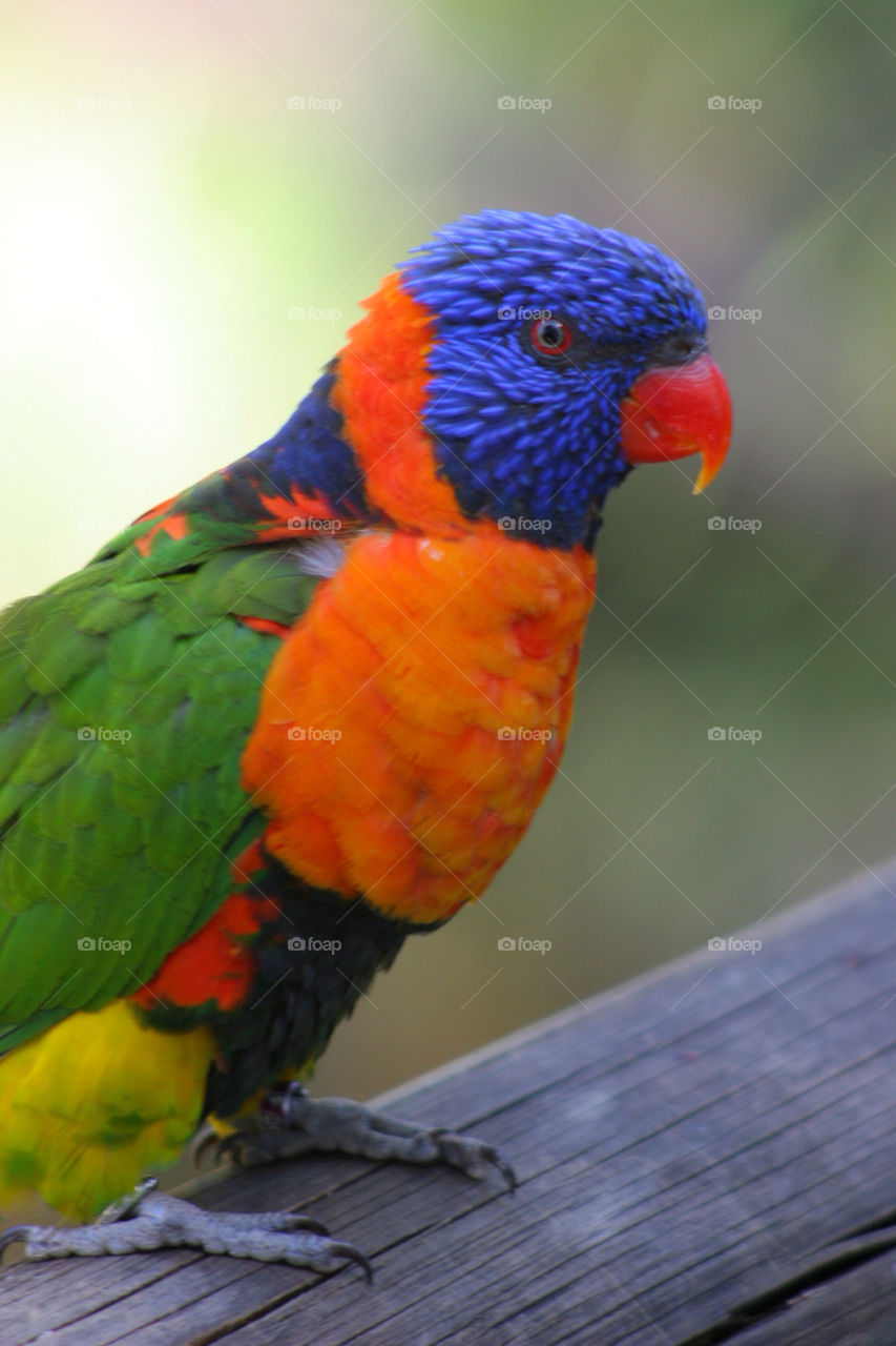 Close-up of lorikeet perching on wood