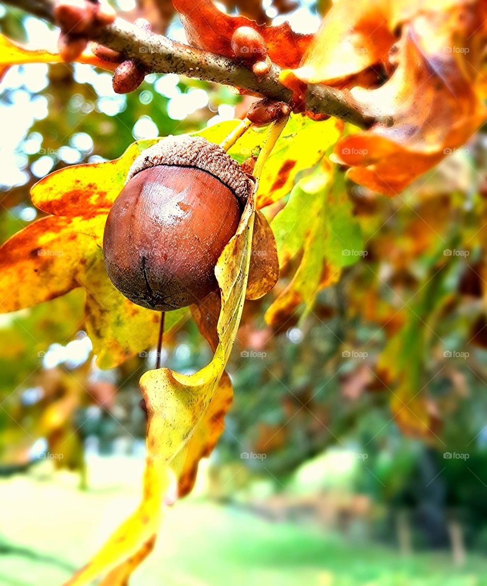 Acorn Acorn Leaves Autumnal Autum