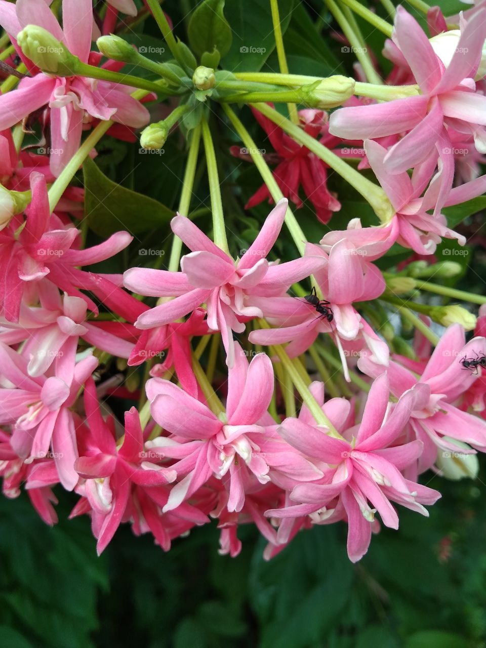 beautiful flower in garden