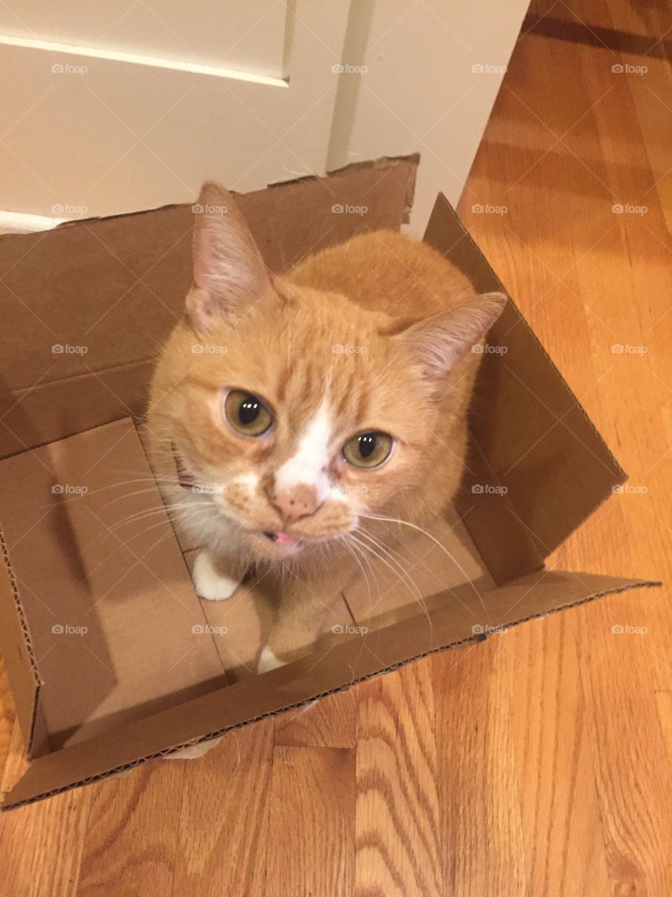 Orange tabby in a box