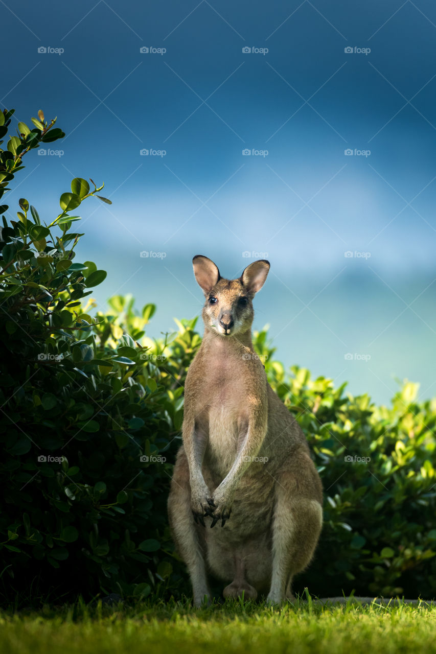 Portrait of a kangaroo