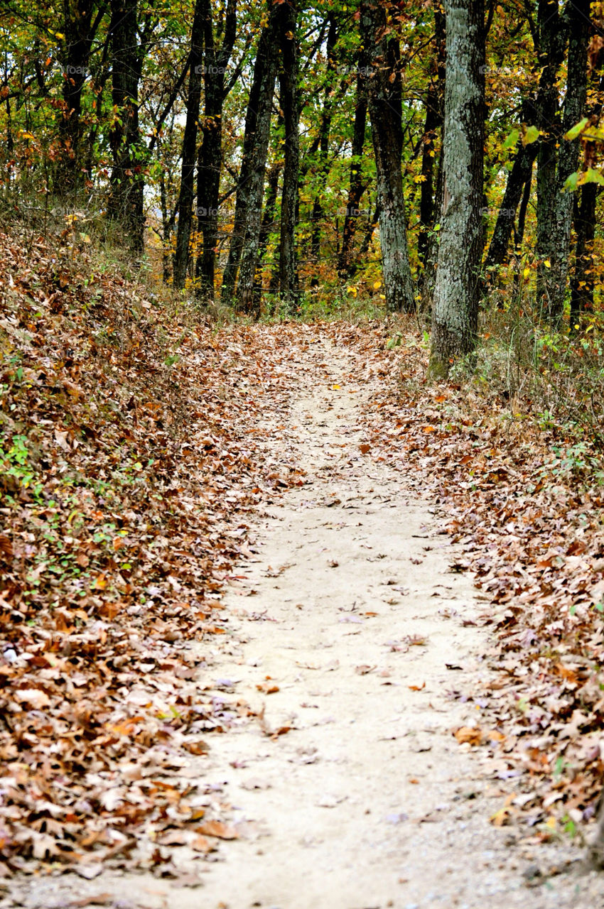 woods path nashville indiana by refocusphoto