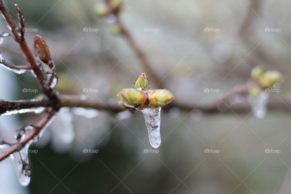 Ice covered tree buds