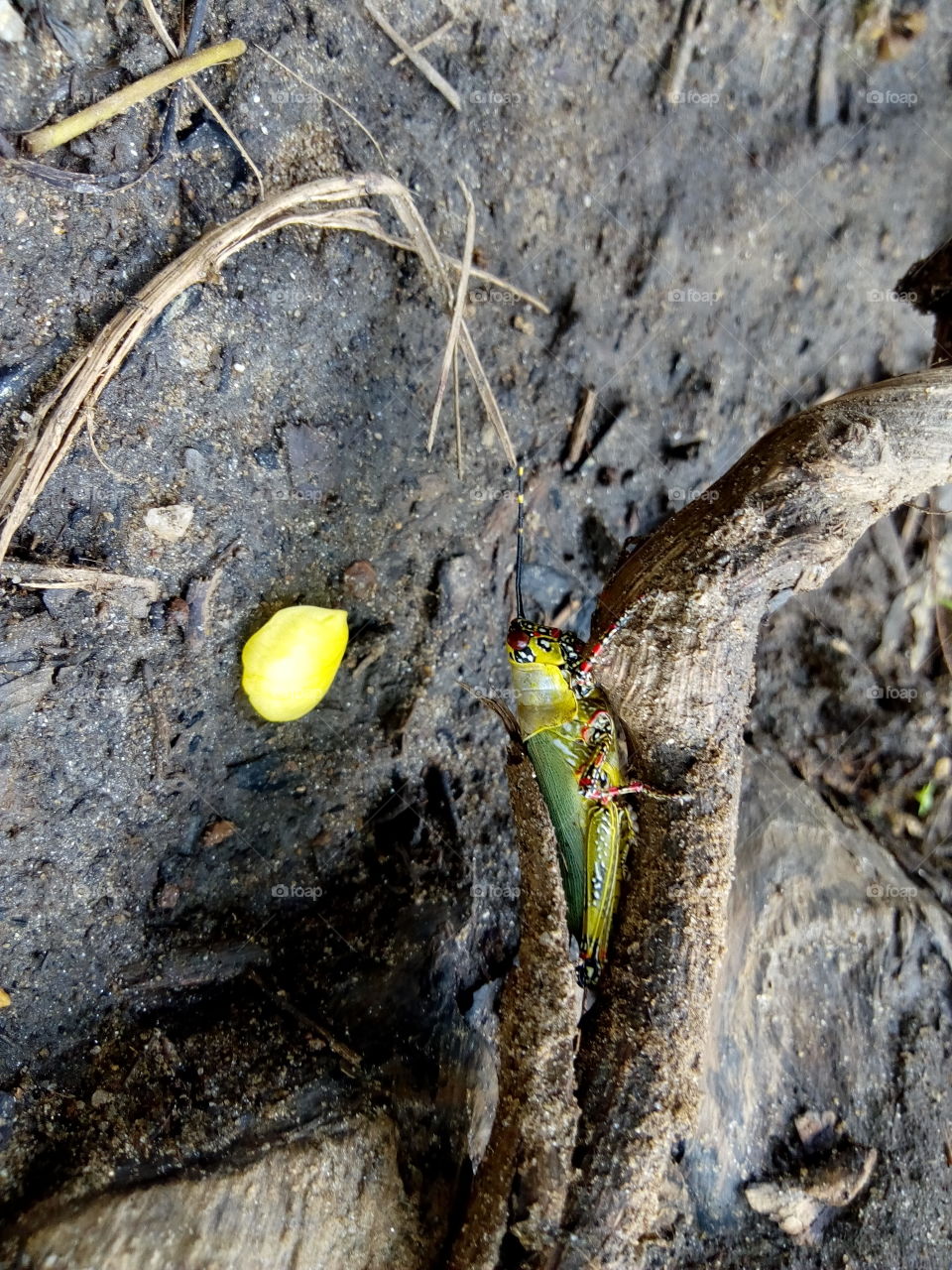 grasshopper, beautiful colours at farm land on a wood