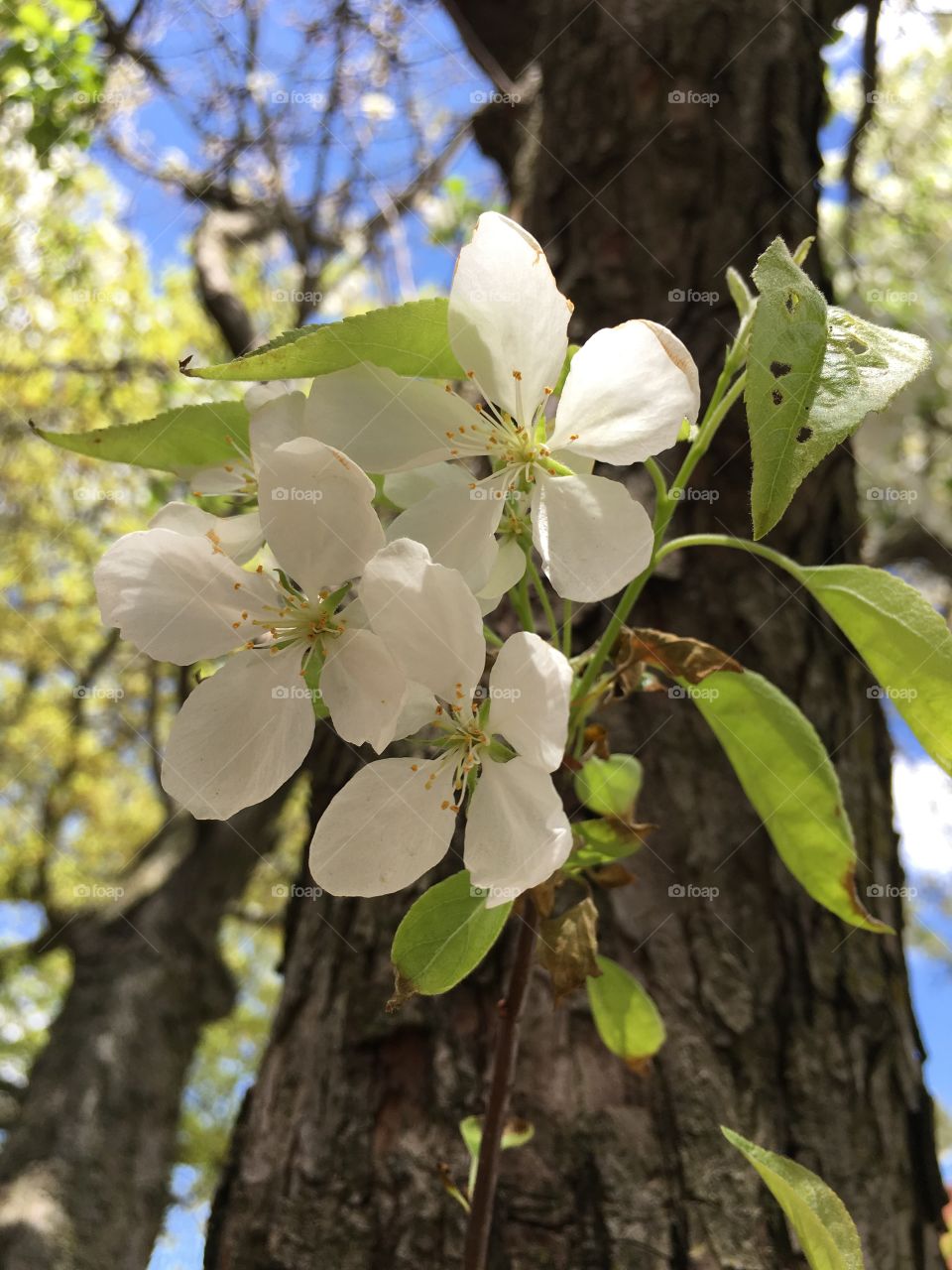 White blossoms