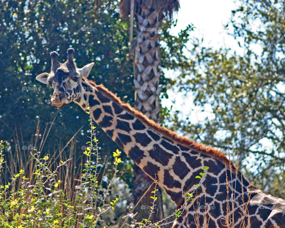 Giraffe leaning