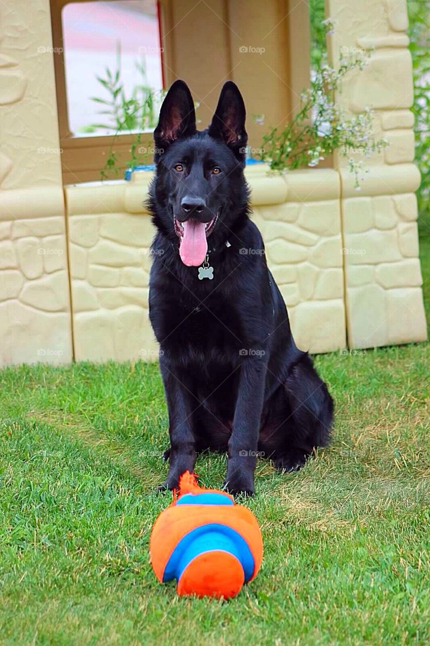 He loves his ball!