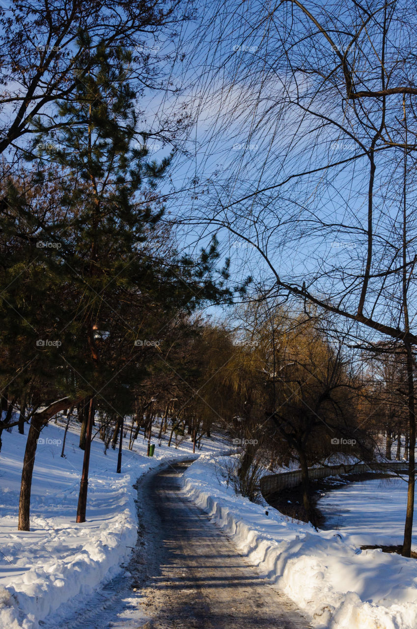 Winter path