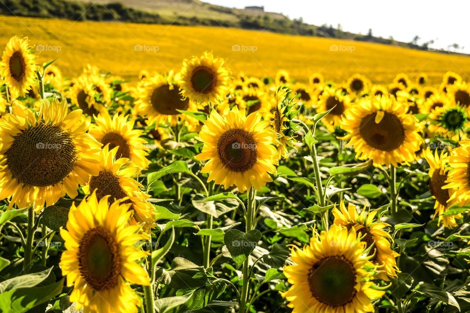 Field (Sunflowers)