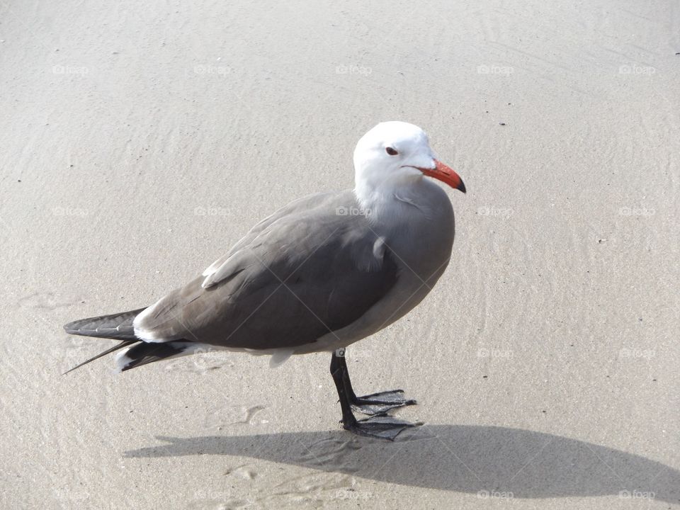 Seagull 