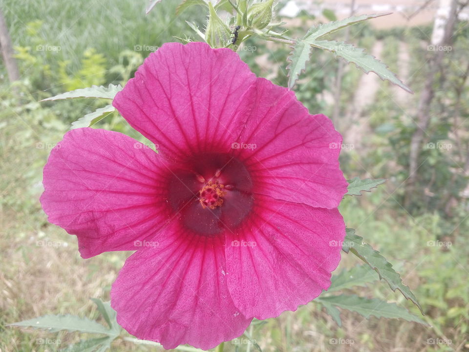 the most beautiful blooming rose