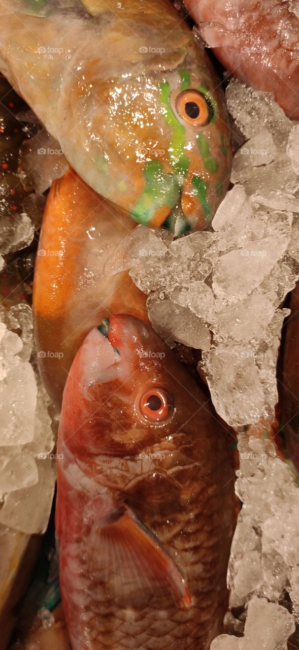 Fish with green teeth in a supermarket fish counter