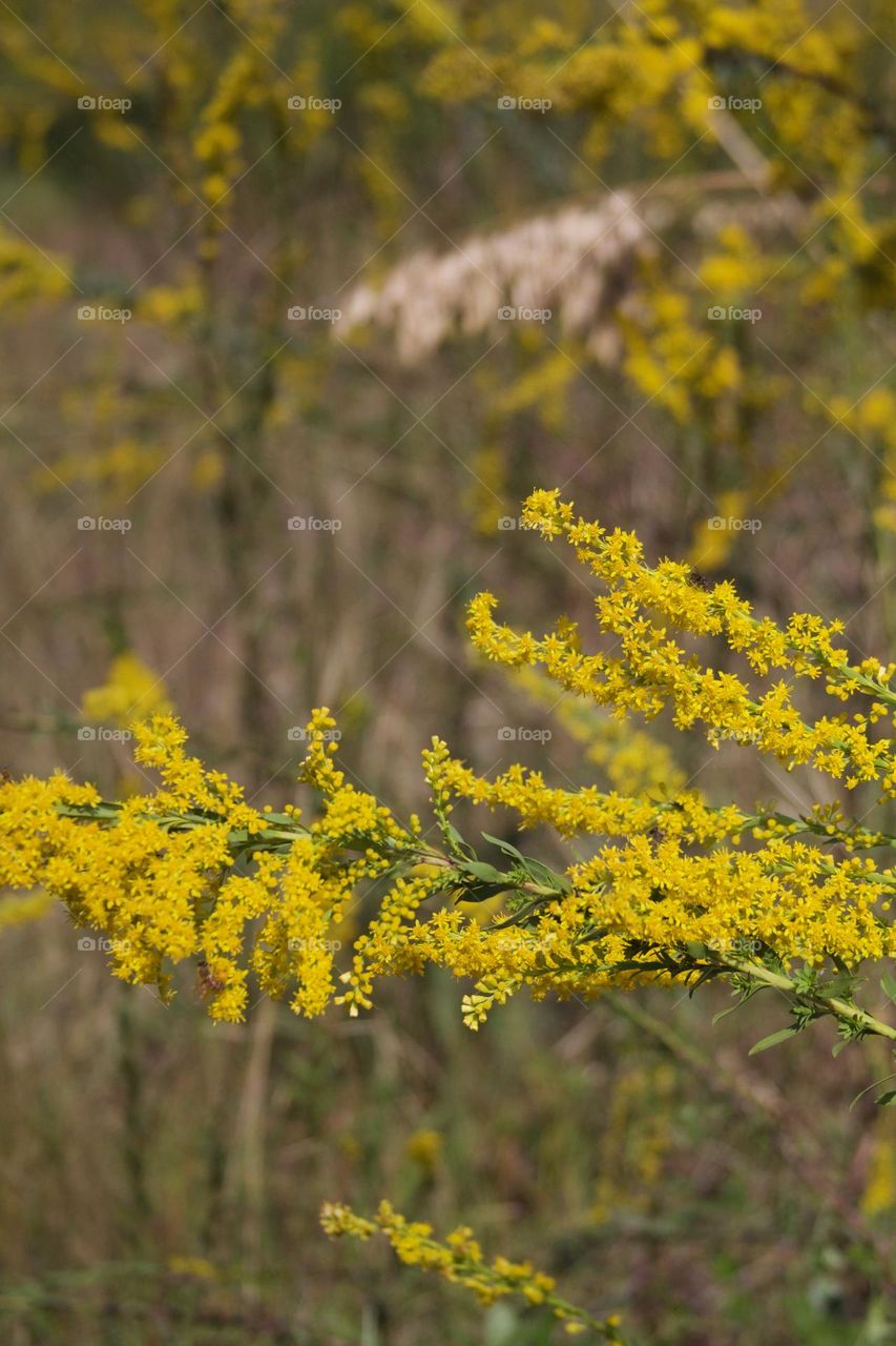 Yellow Flowers