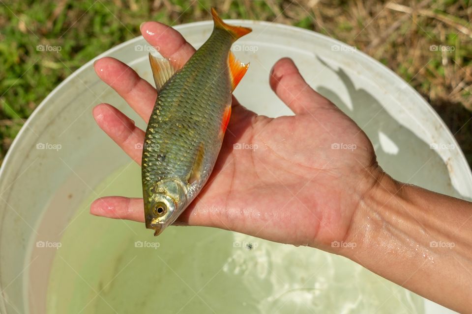 A hand holds a caught fish