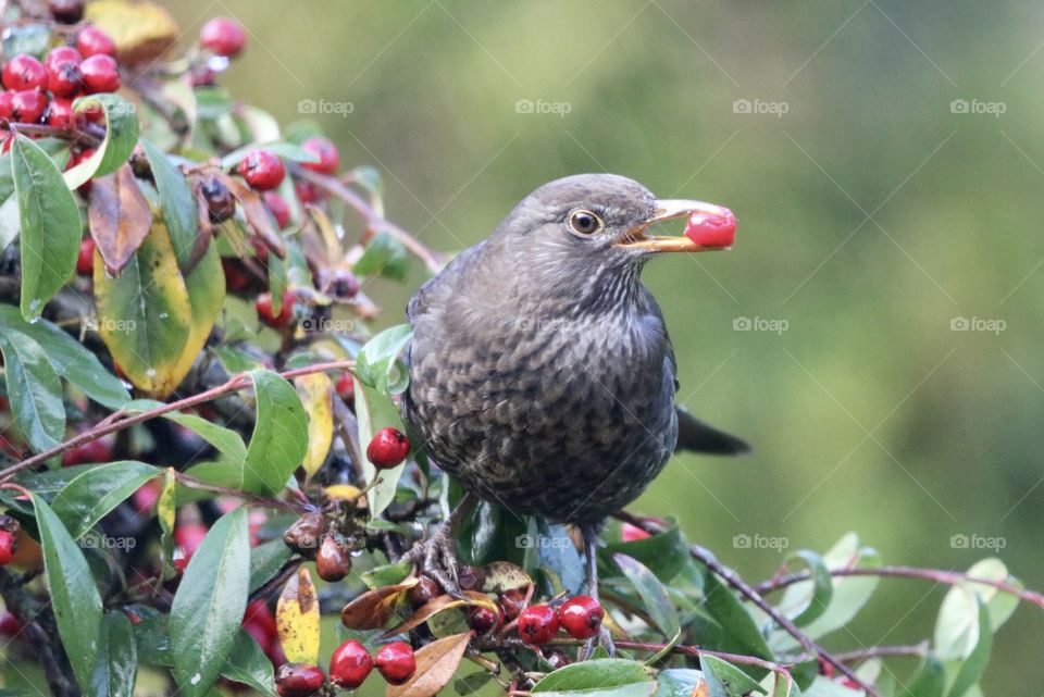female blackbird during the rain